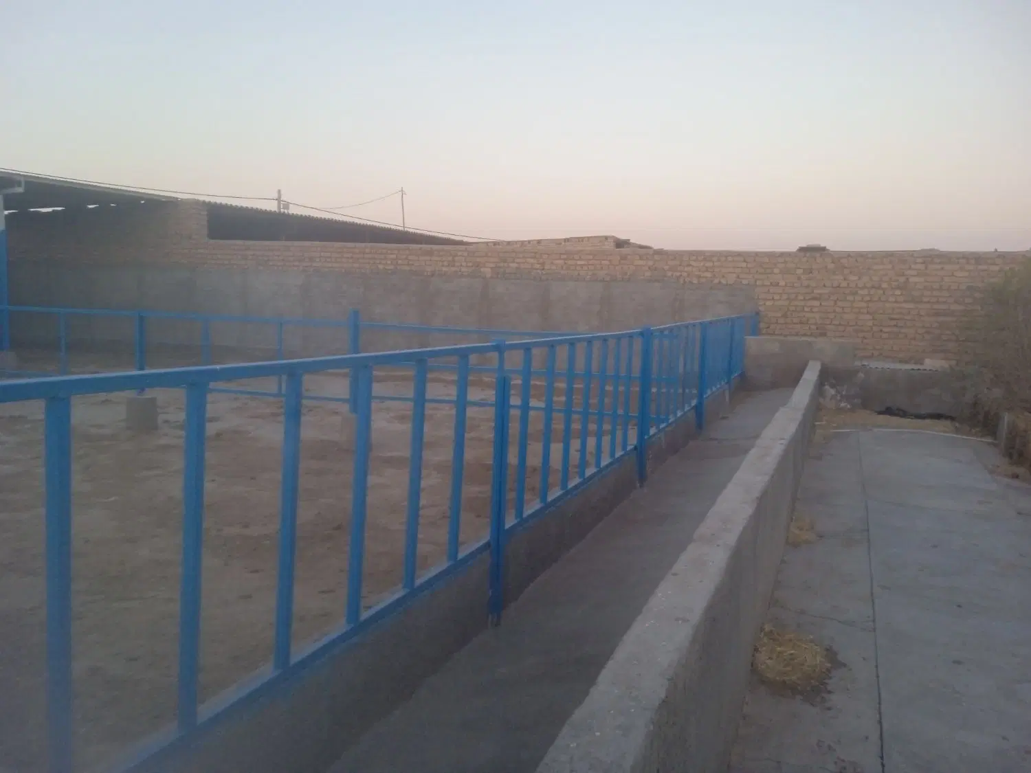 گاو داری .دامشهر