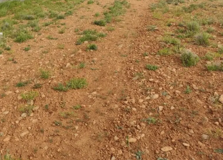 زمین در میدان احشام