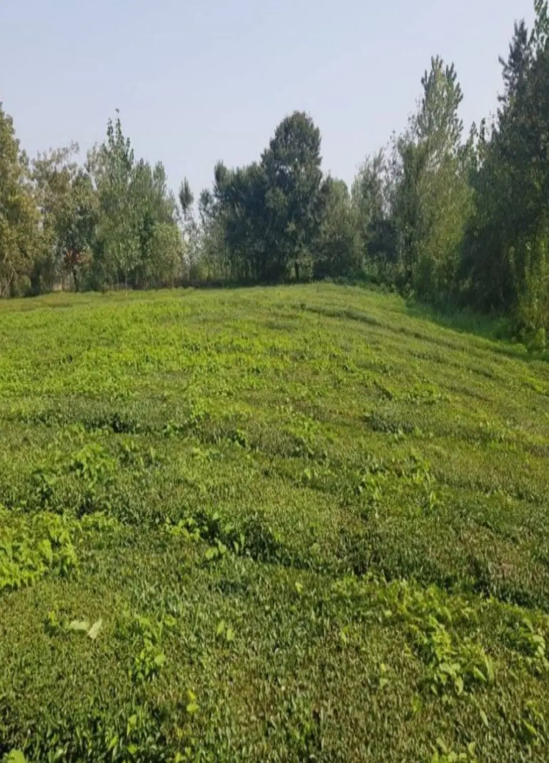زمین ۳۱۰ متری خشکبیجار مریدان