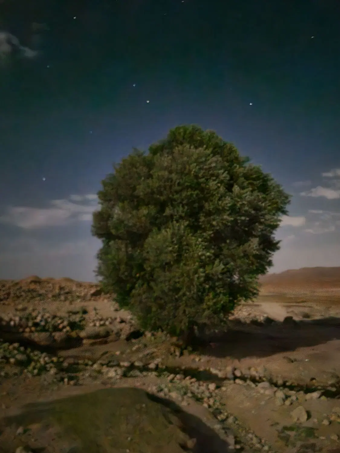 باغ