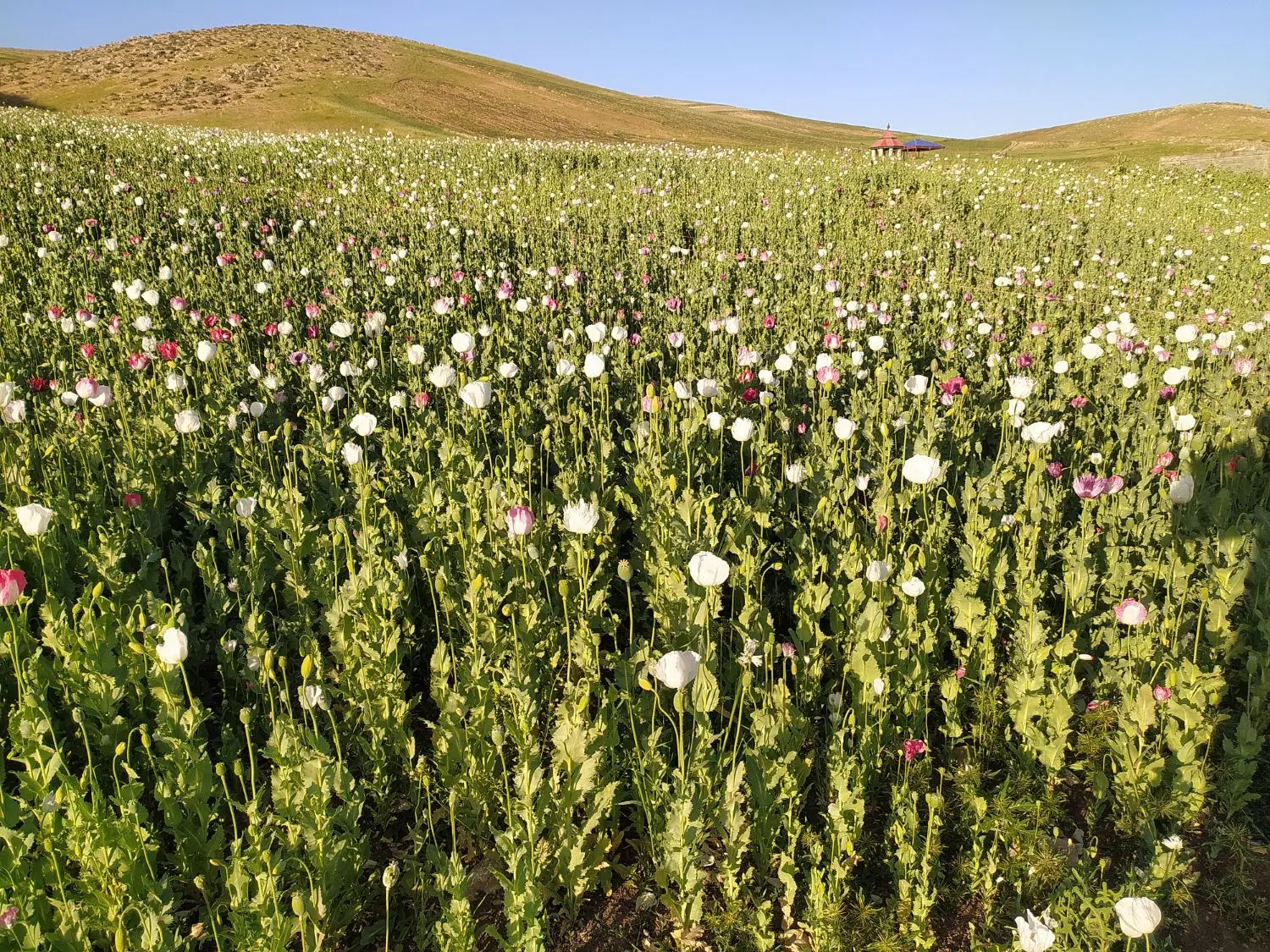 فروش یا معاوضه باغ در روستای باداور