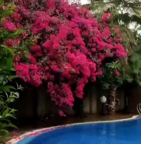 اجاره انواع ویلای تفریحی در دزفول (خانم کمانی)