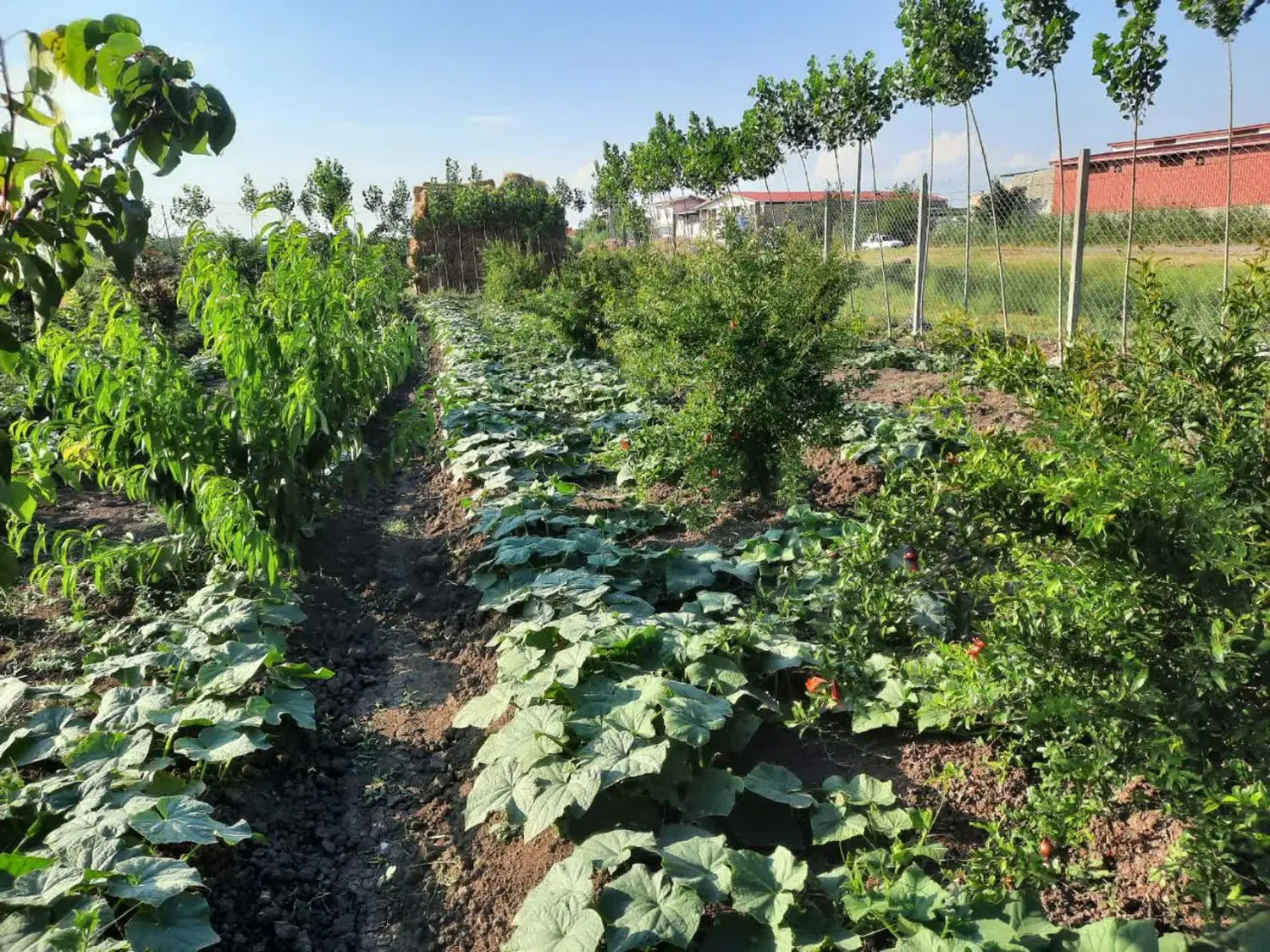 باغچه حصار کشی شده