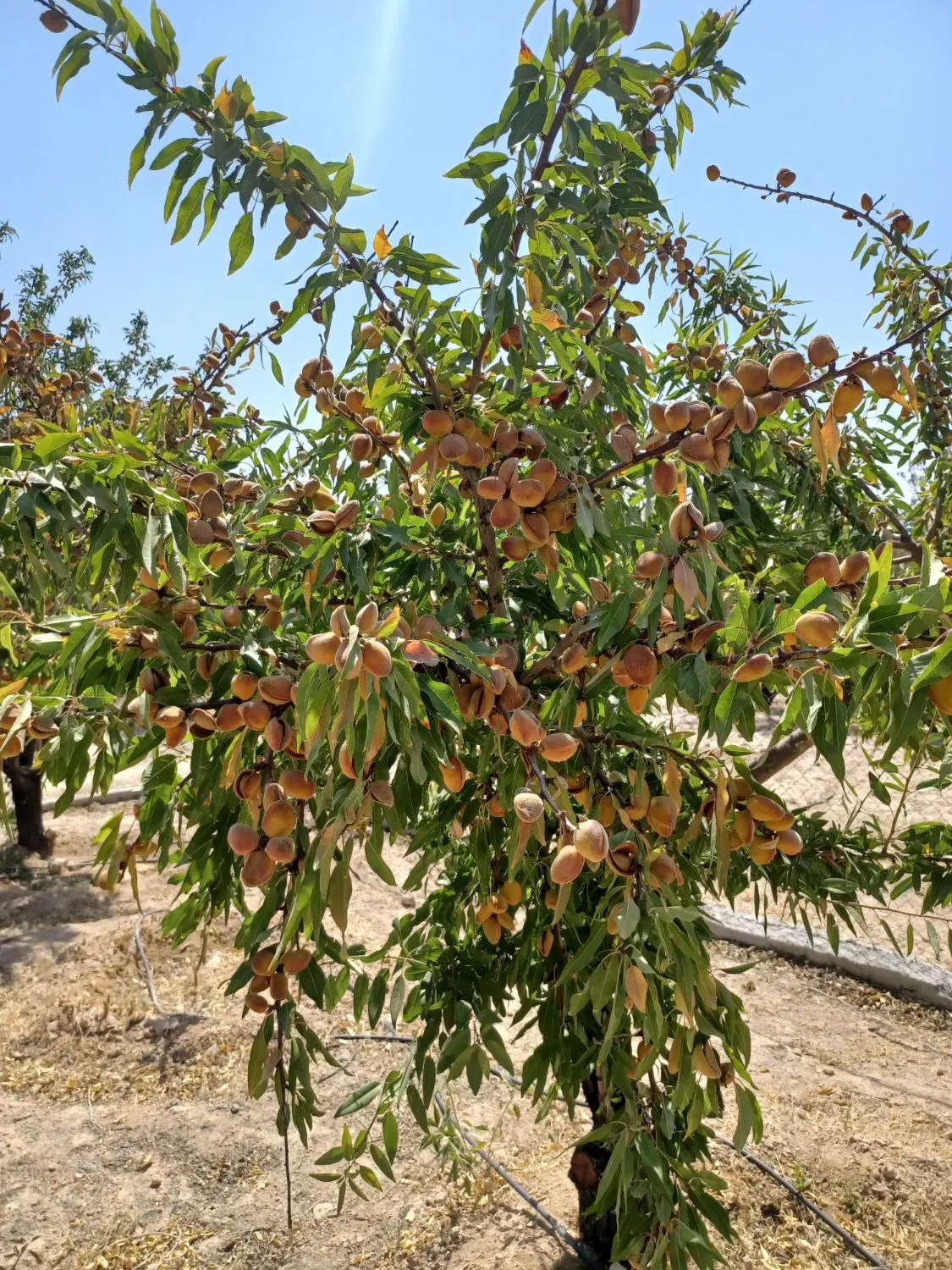 520متری
