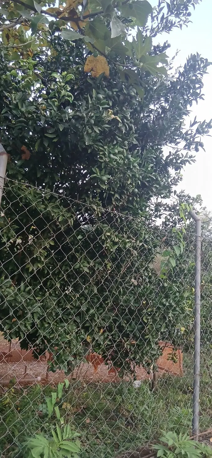 زمین مسکونی ۱۲۰۰ متر