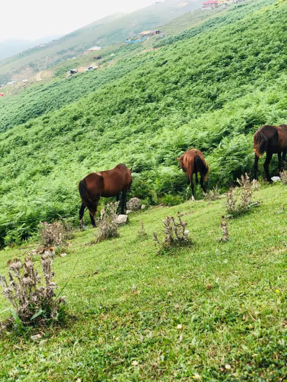 ۱۳ هکتار زمین زراعتی در منطقه رامشان