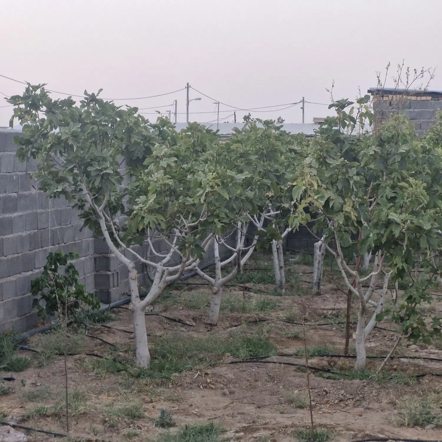 باغ ۵۰۰ متری