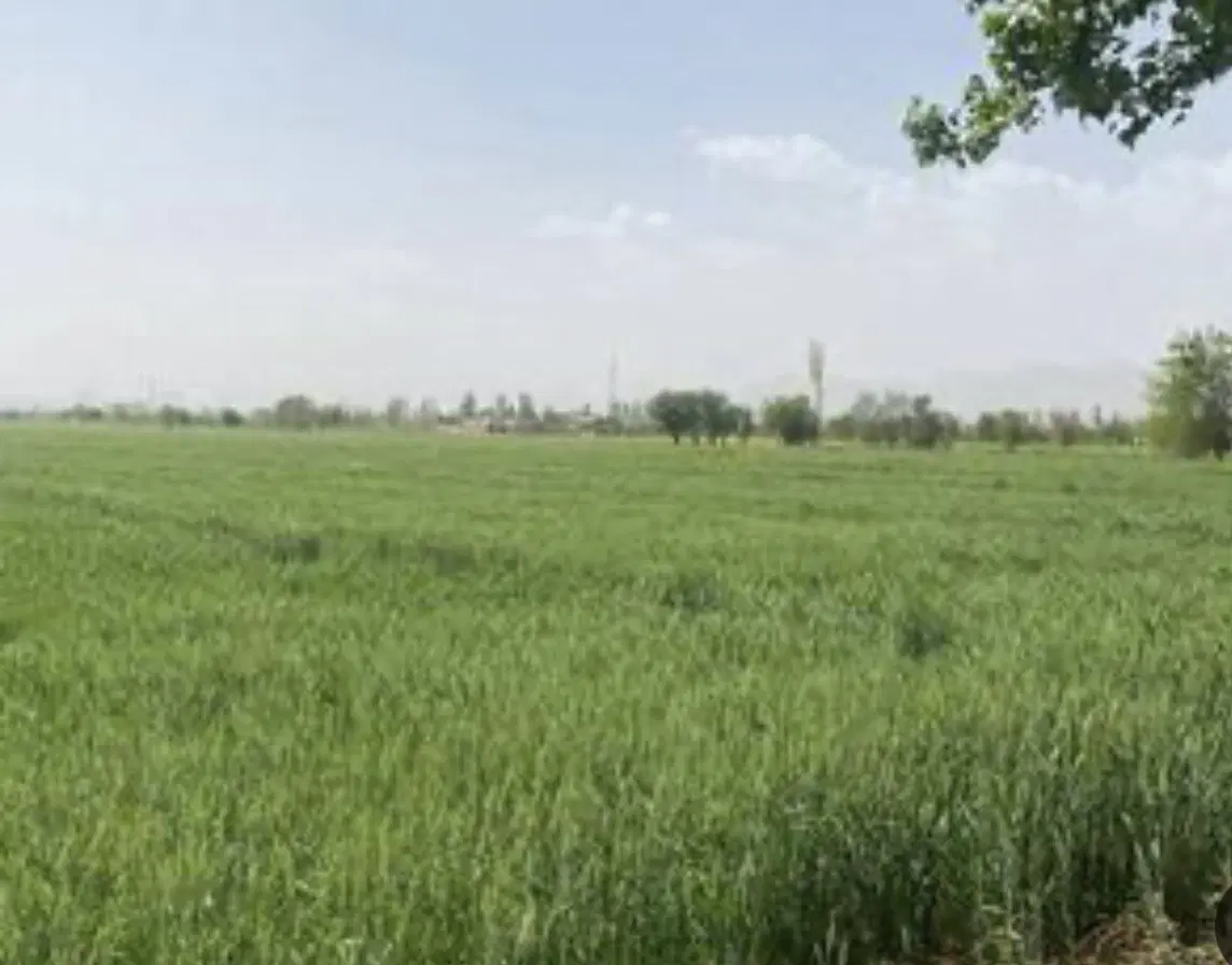 زمین گلپایگان