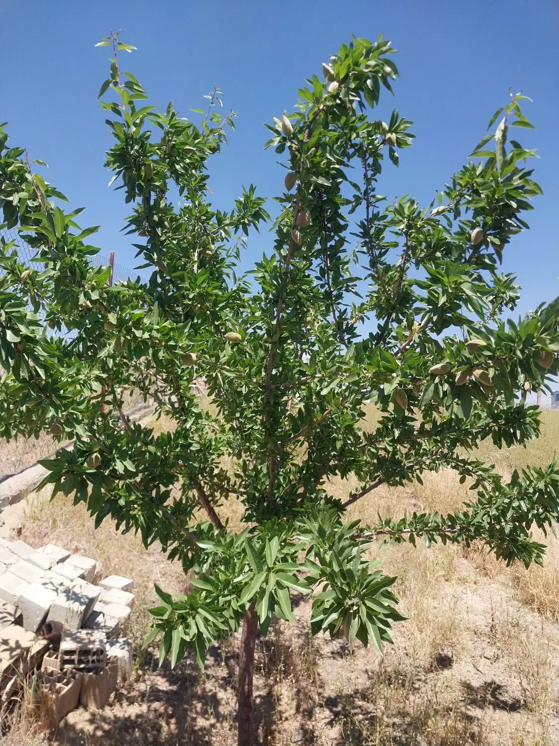 زمین باغ شترک