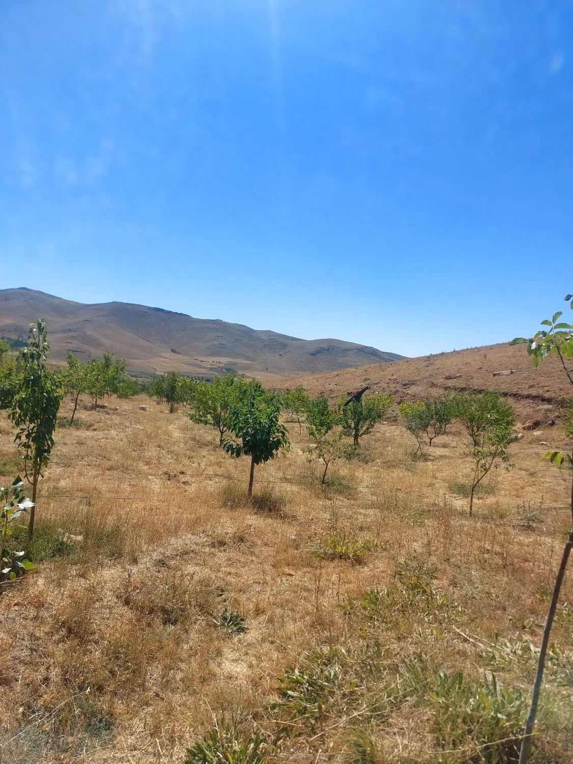 باغ در جاده بیجار روستای بایندر