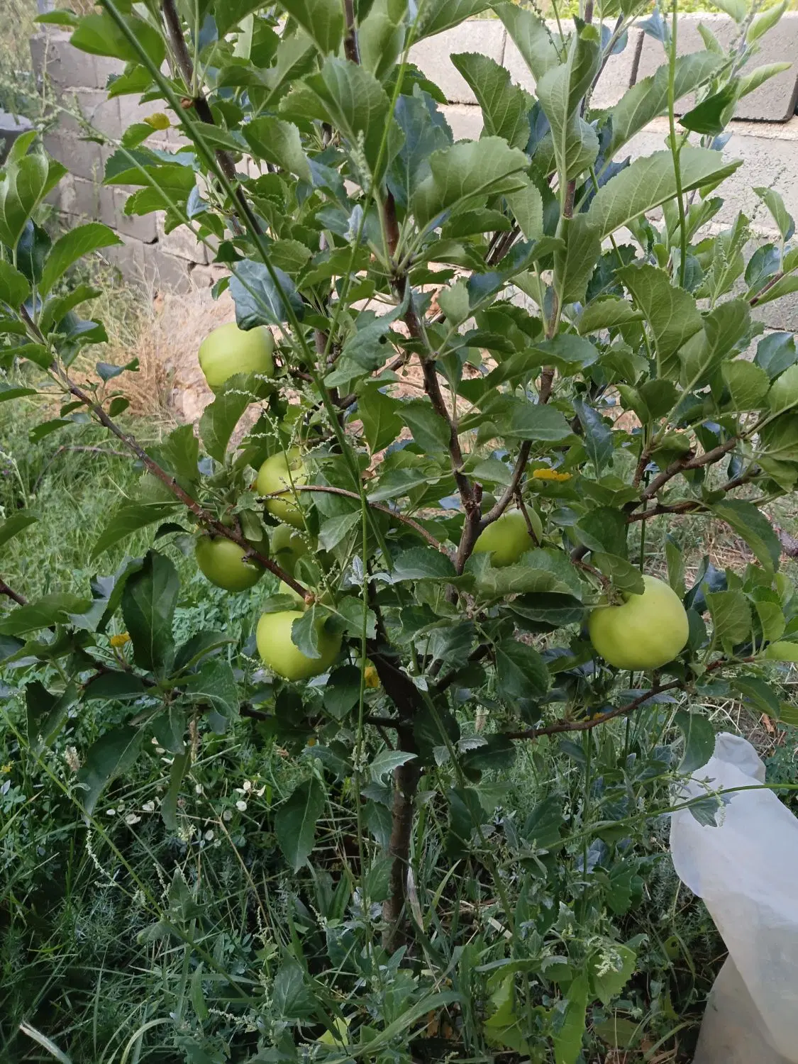 ۲۰۰۰ متر باغ در مجن سند تک برگ