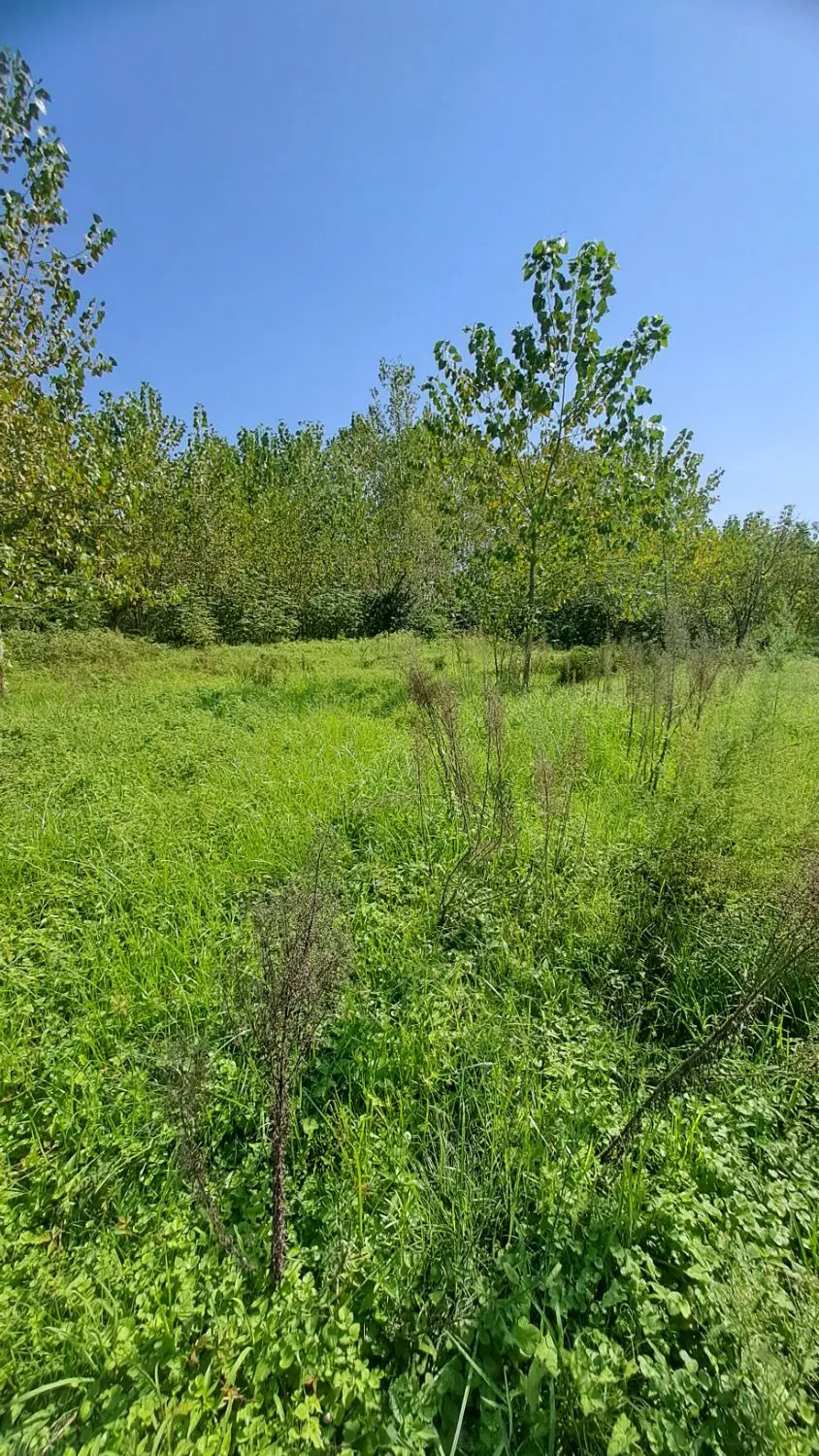 فروش ۸۸۴ متر زمین باغی  (خواچکین )خمام