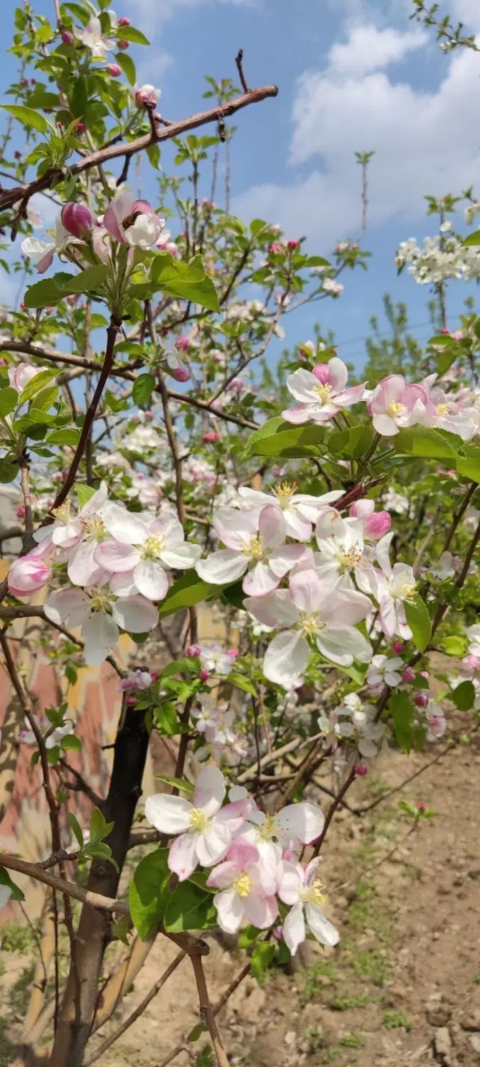 فروش باغ