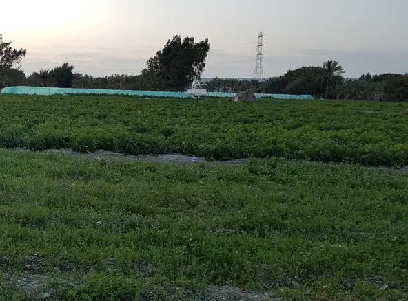 اجاره زمین کشاورزی واقع در کهنوج شش دانگ