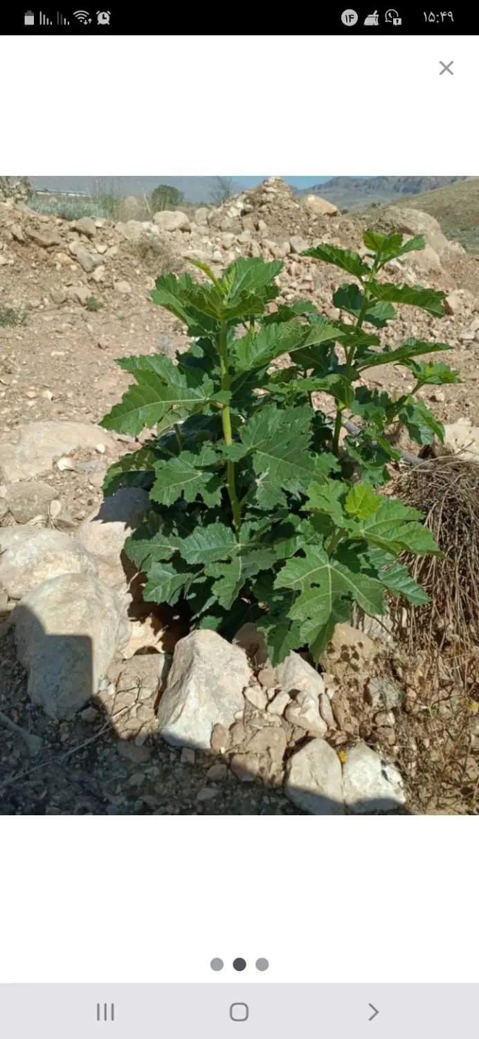 ملک انجیری