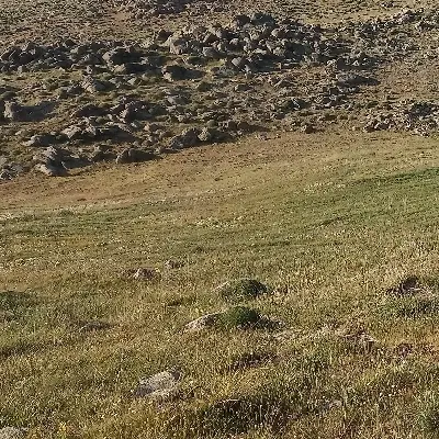 زمین در نیستان 2