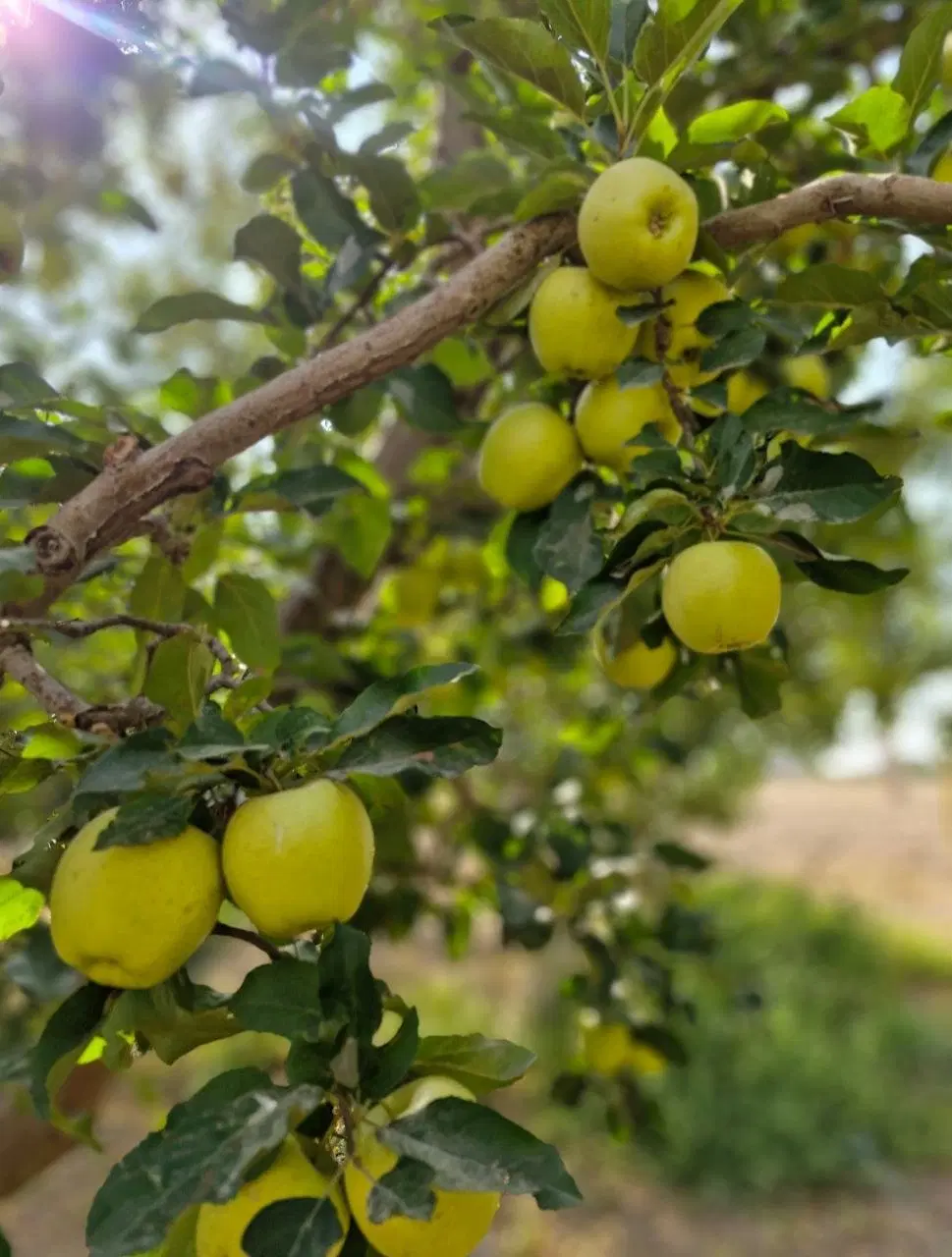 باغ منطقه سربندان دماوند