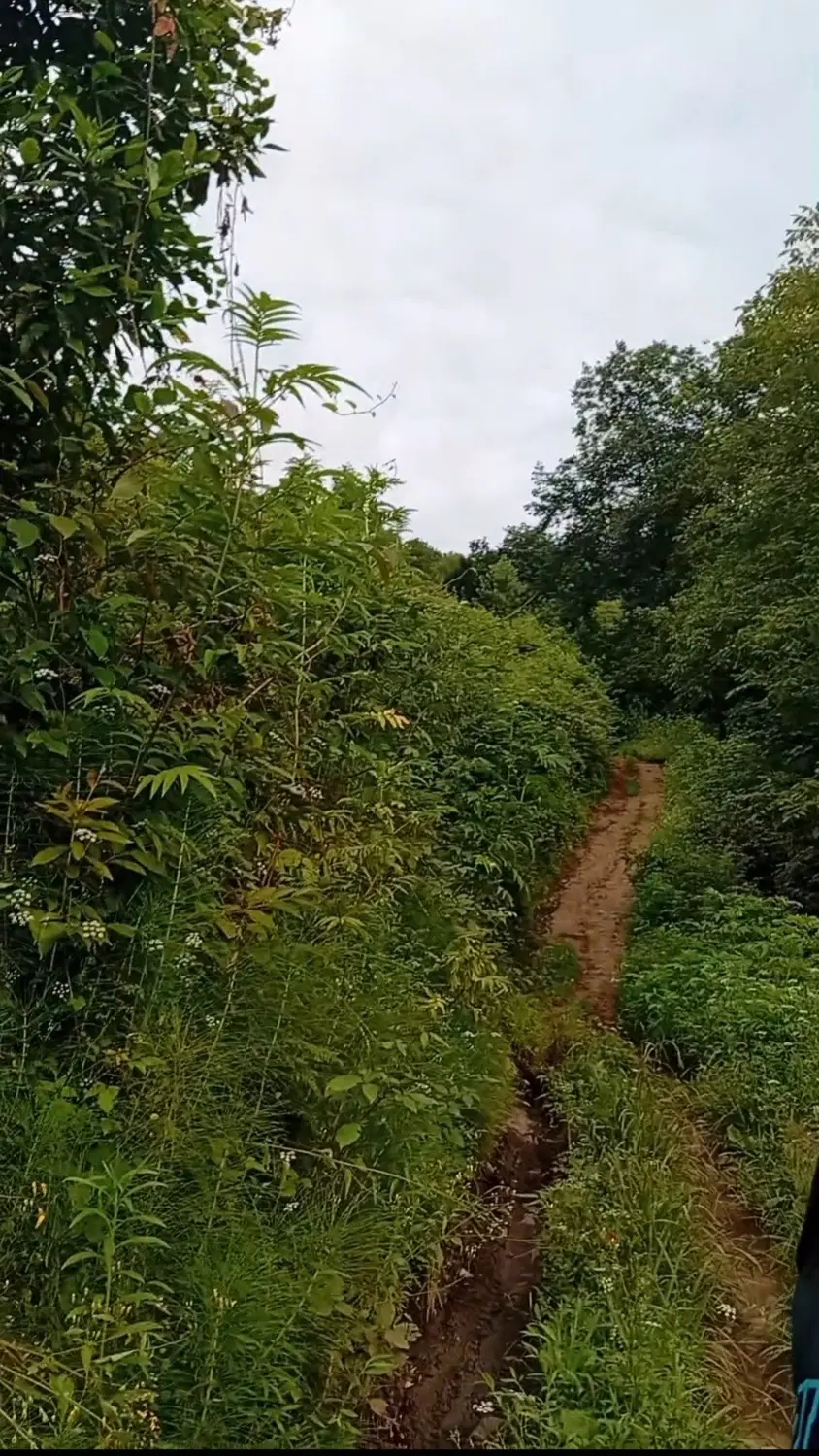 زمین باغی