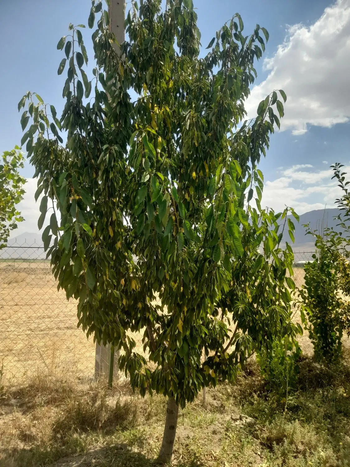 باغ زیبا اماده بین تحت محل وحک سنددار