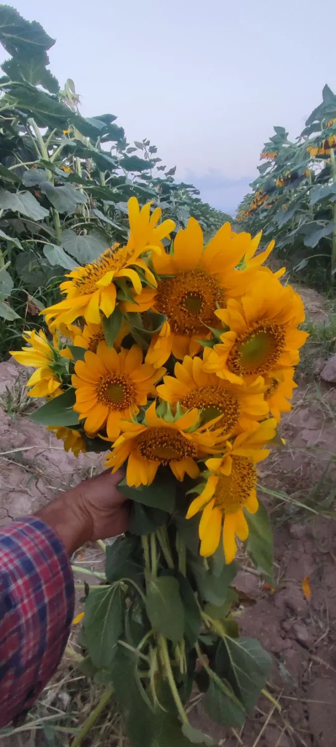 خاهان زمین کشاورزی آبی