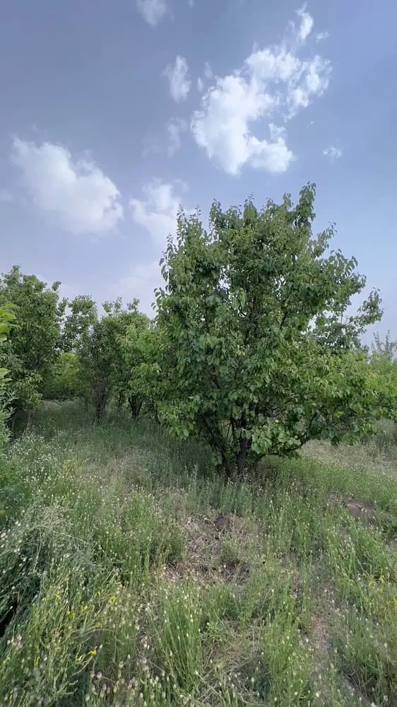 زمین میدان آزادی ۱۰ قصب درب حیاط سند تک برگ