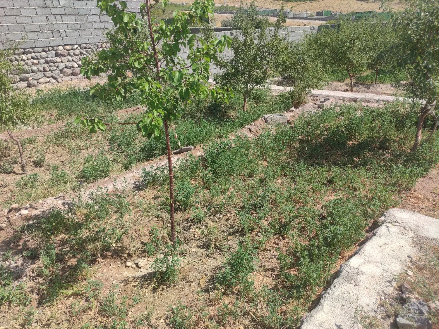 فروش باغ جنگلی در اسکو
