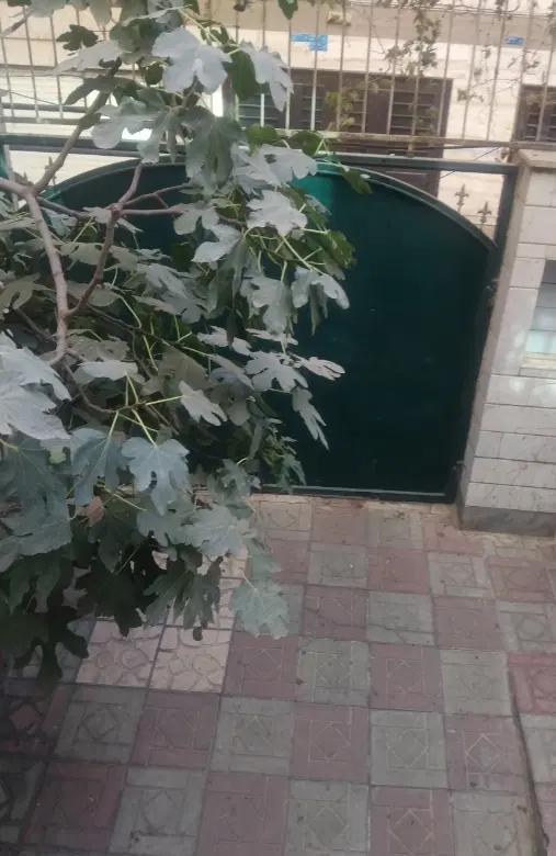 پارکینگ مزاحم