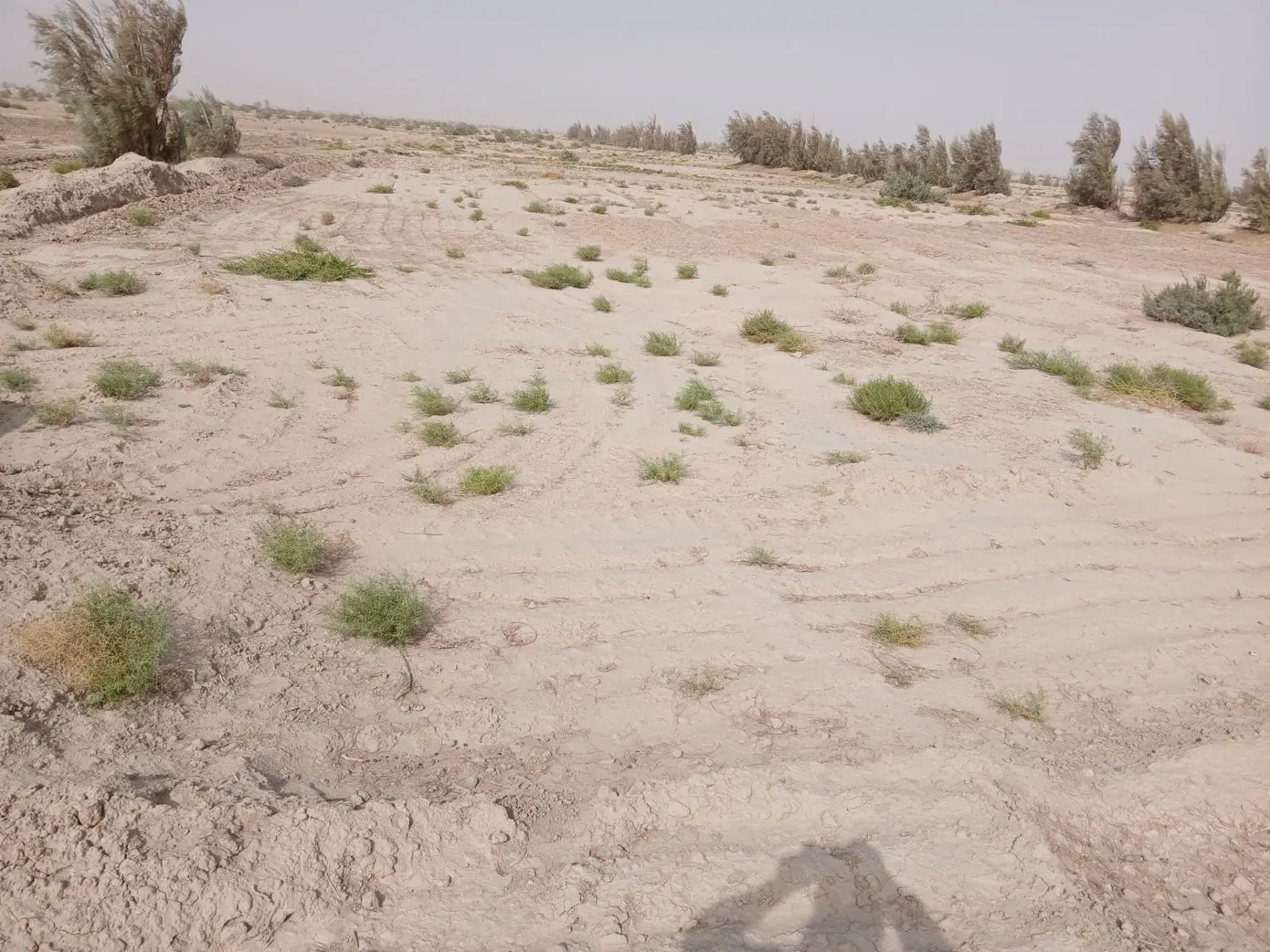 زمین کشاورزی در روستای خان بارانی