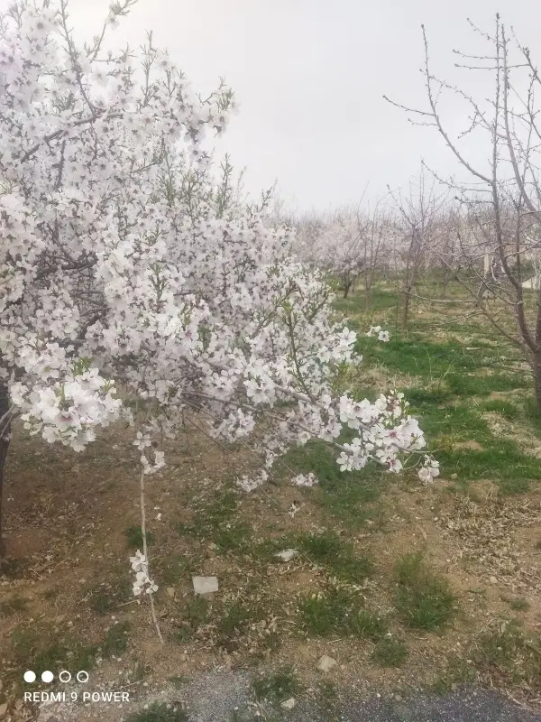 زمین باغ بادام