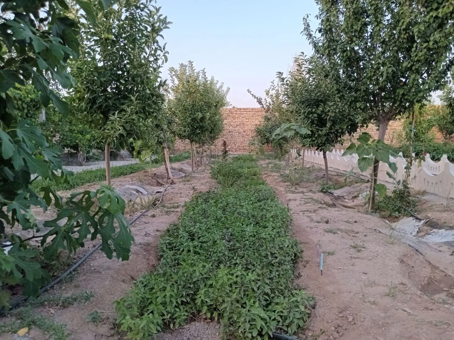 باغ میوه قندشتن دور دیوارو فنس