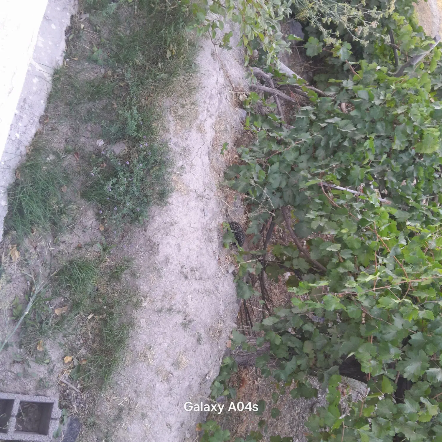 باغ