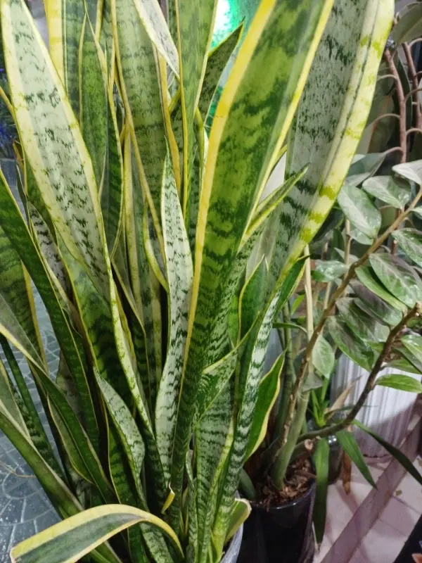 زمین باغچه