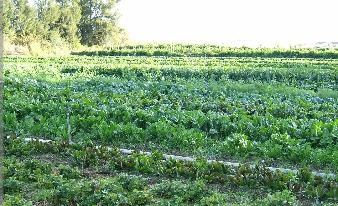 زمین باغی