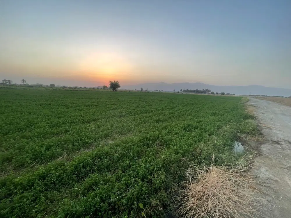 فروش ۱ هکتار زمین کشاورزی با آب واقع در کهنوج