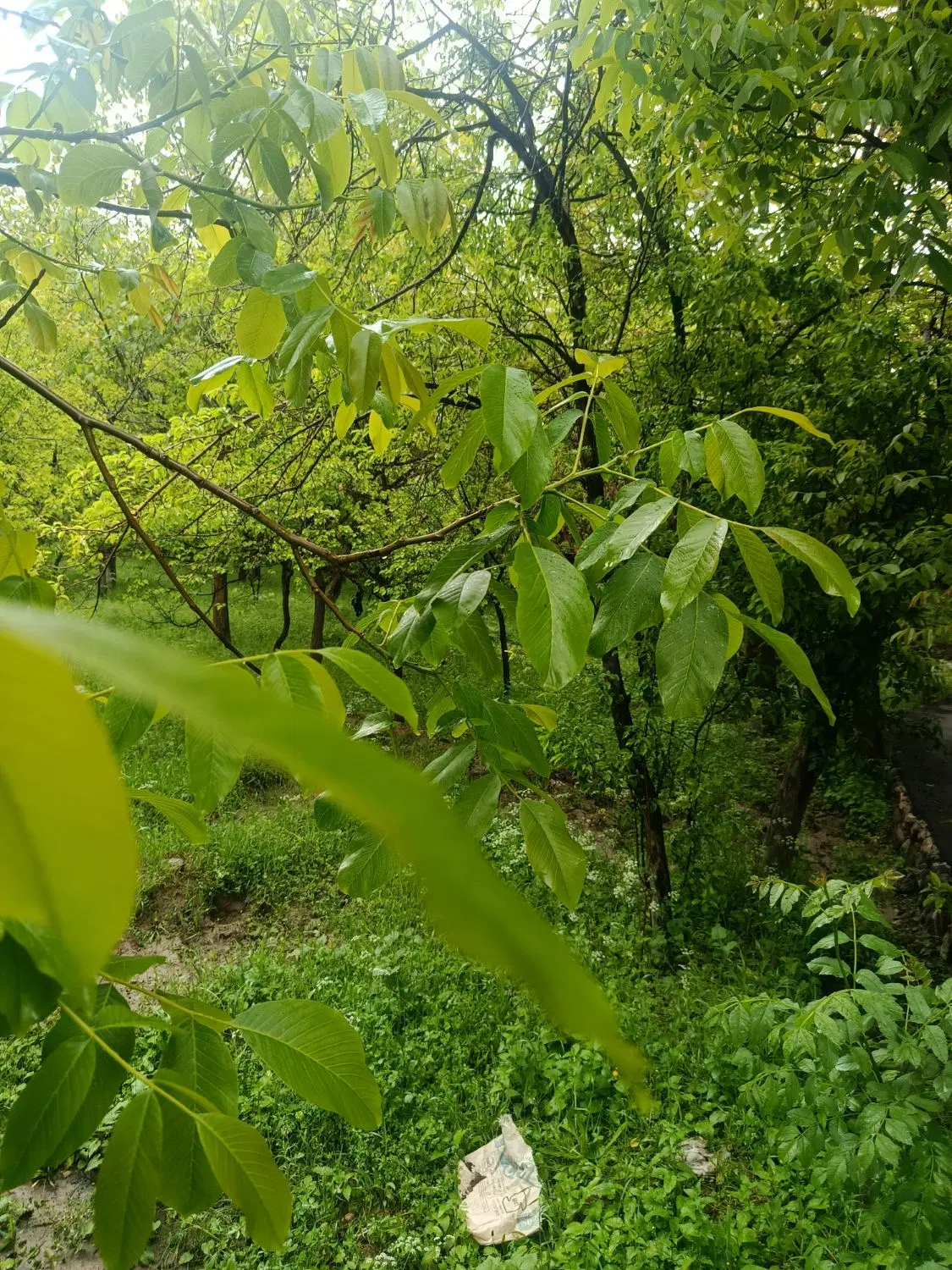 باغ انشعاب دار اسکو