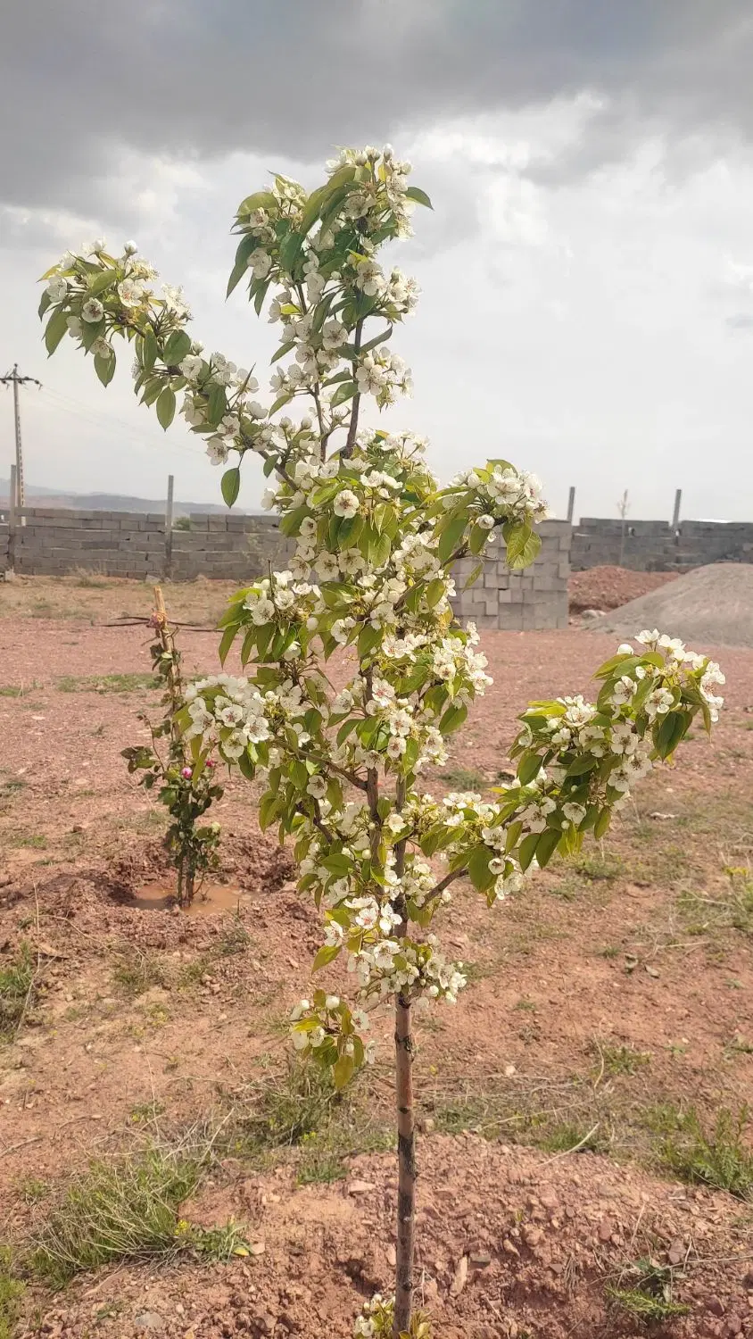 زمین ویلایی نعمت الله صوفیان