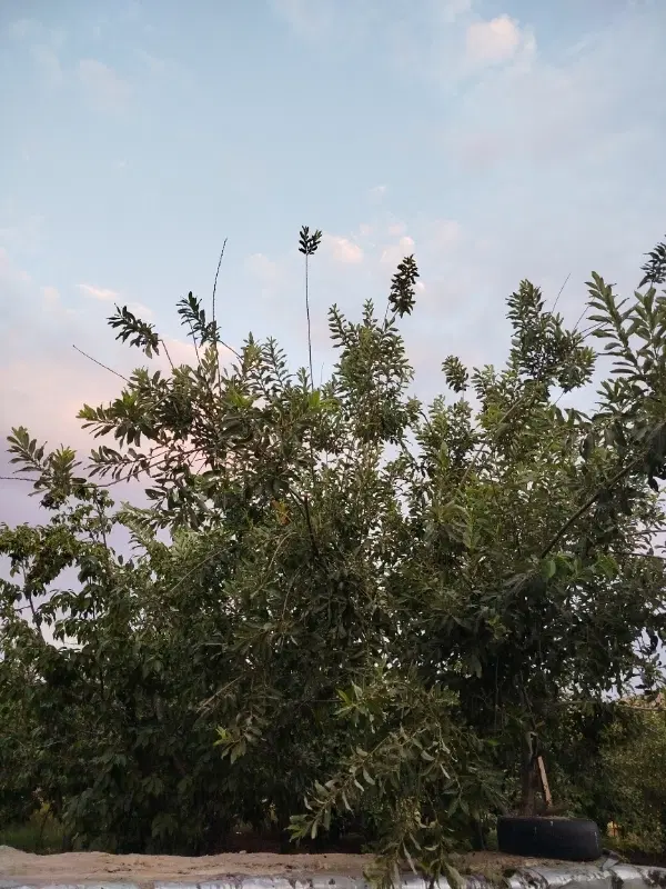 باغ و خانه در گردنه صلوات آباد