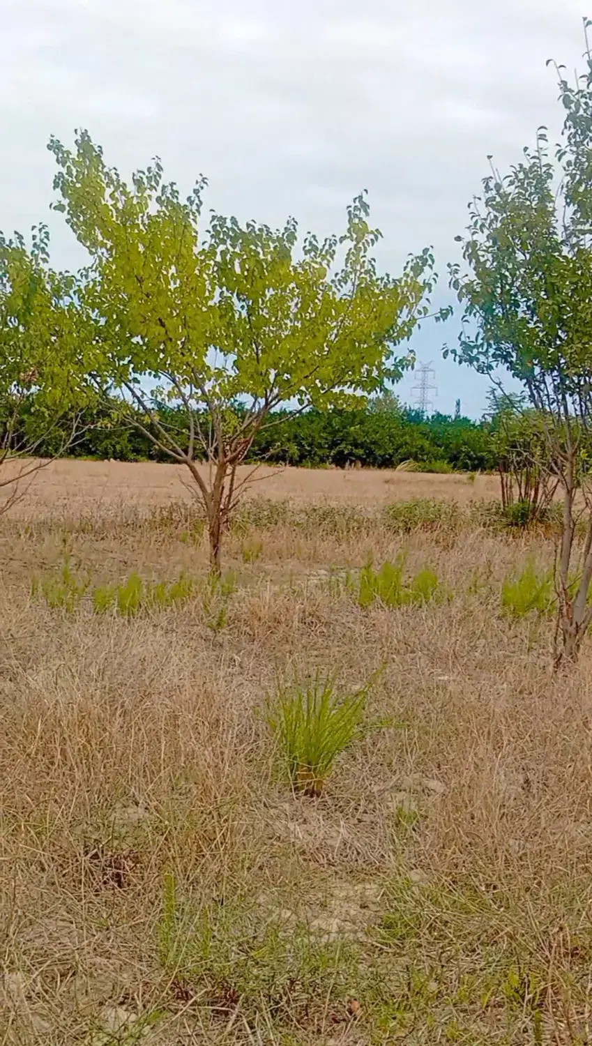 زمین کشاورزی