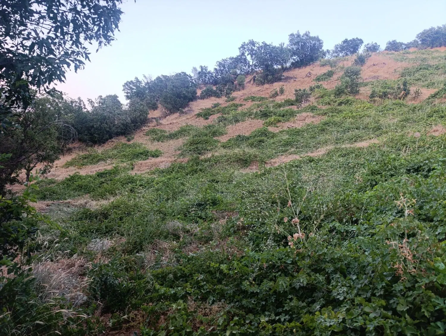 باغ انگور