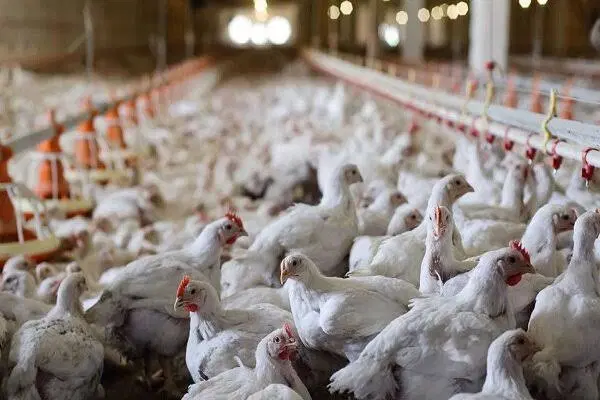 فروش یا مشارکت زمین با مجوز مرغداری