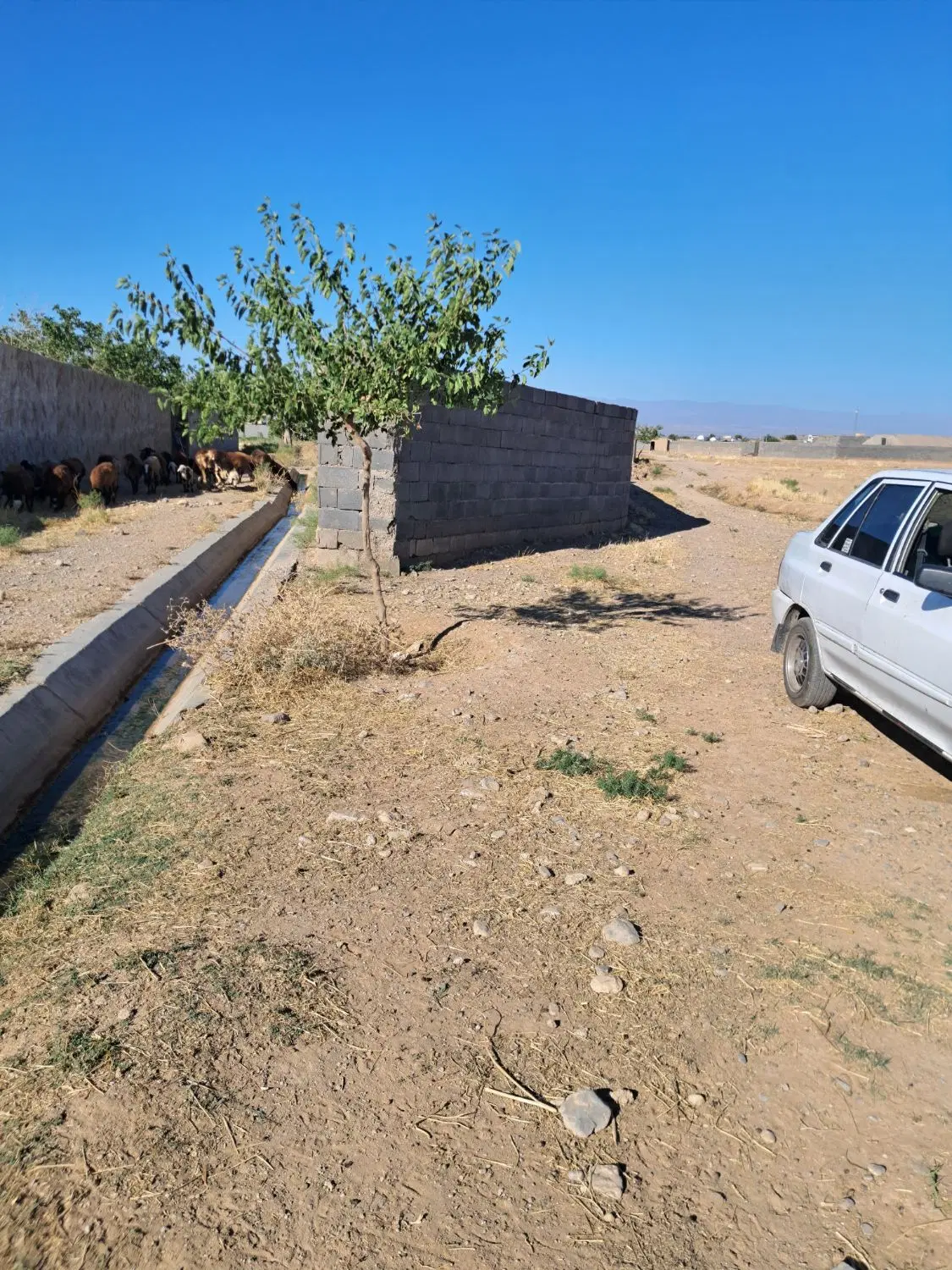 زمین باغی ملکی