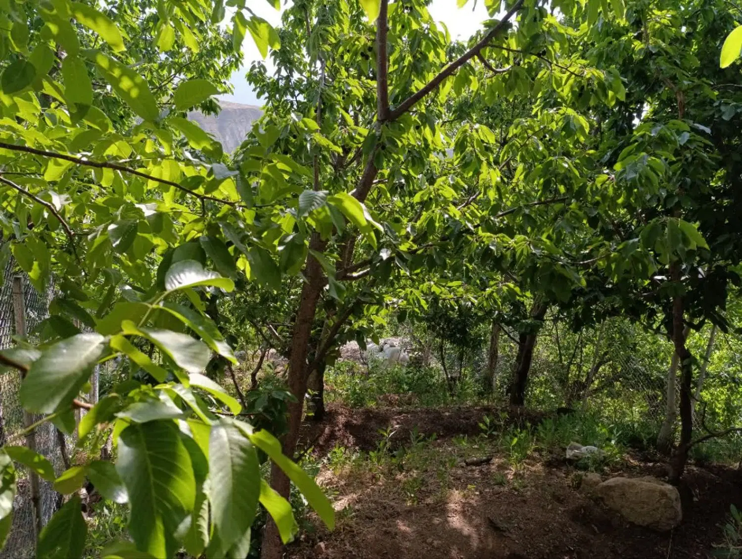 فروش باغ گیلاس و گردو در لواسان روستای کندعلیا