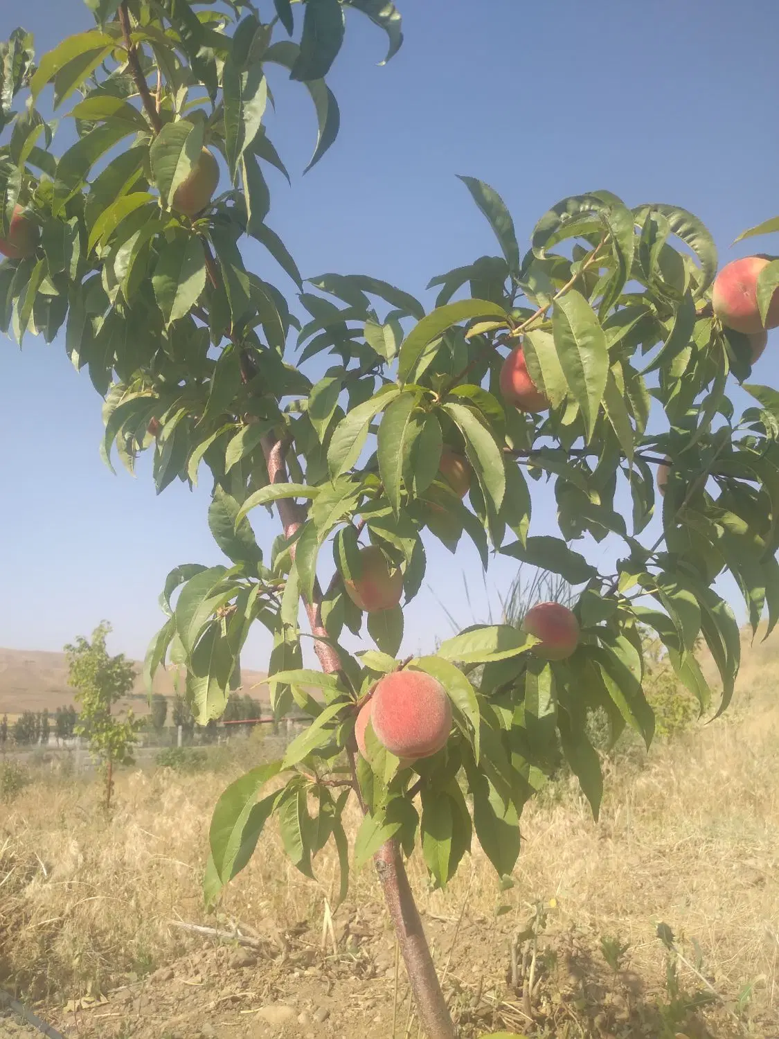 باغی و کشاورزی