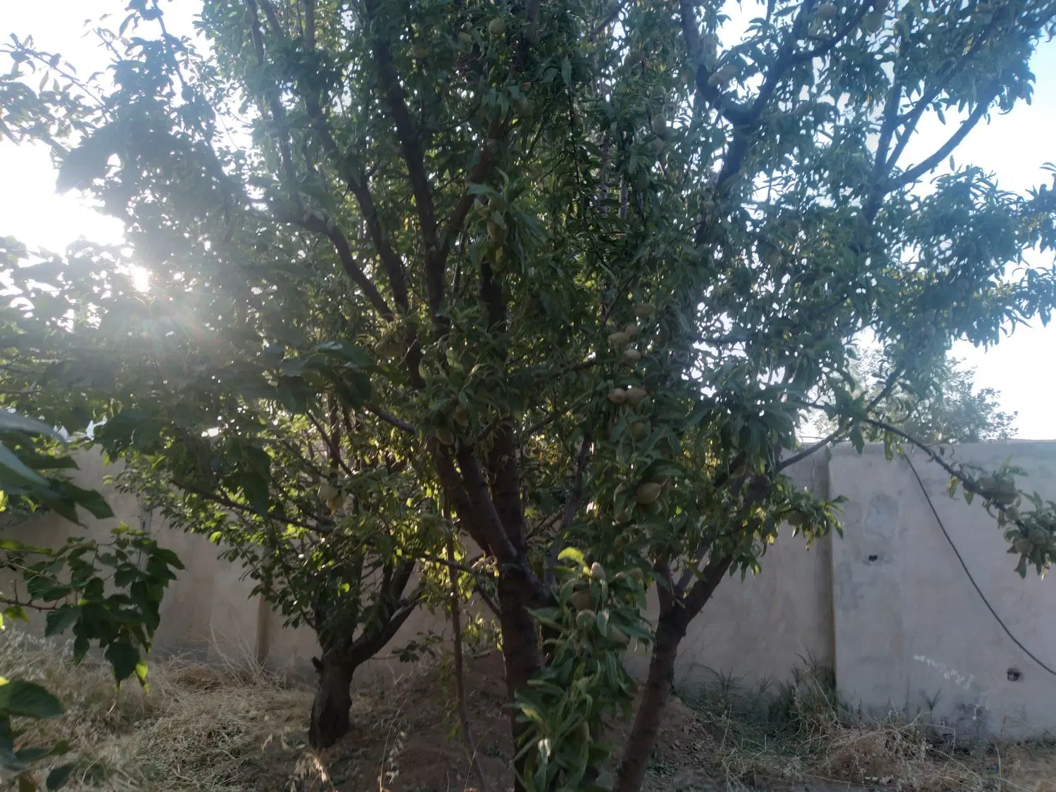 فروش باغ ویلا