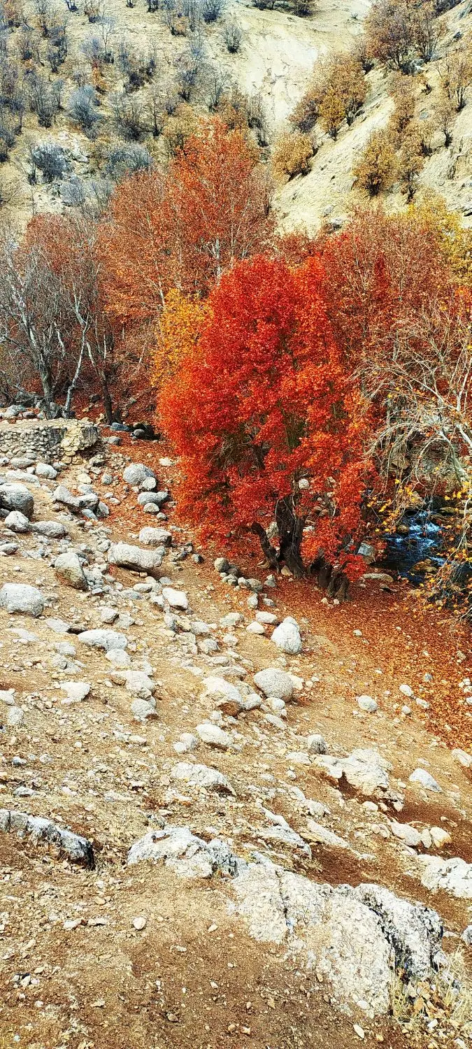 زمین دهنو بوستان هشت