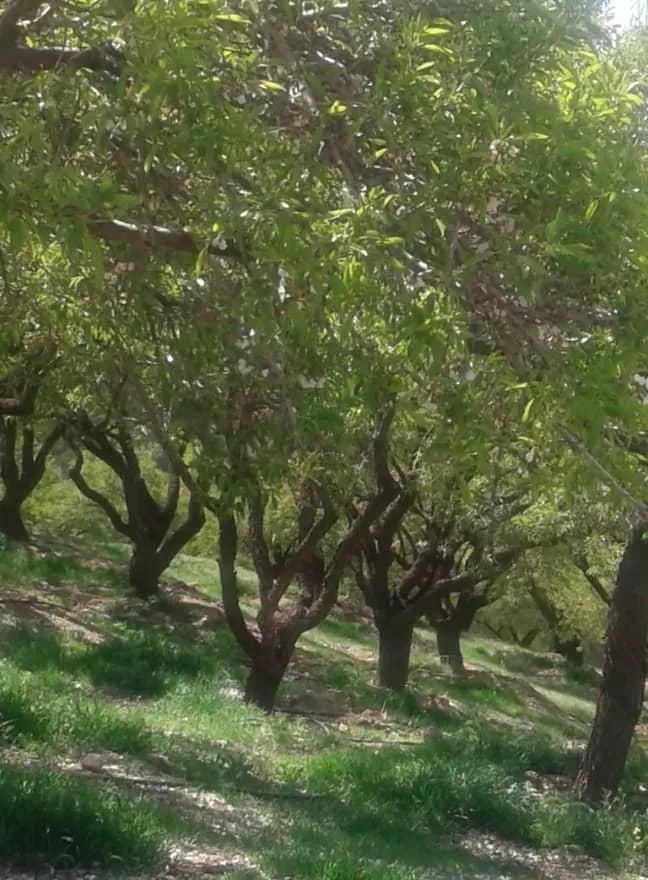 باغ کشاورزی محدوده پل زمانخان